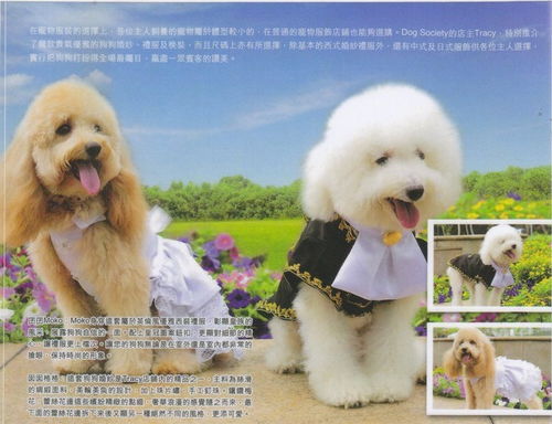 解锁优雅养宠新时代 犬界协会宠物护理与宠物美学全攻略