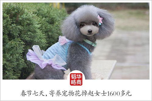 你春节烧钱，他们闷声赚钱 宠物行业如何成为节日消费的隐形赢家