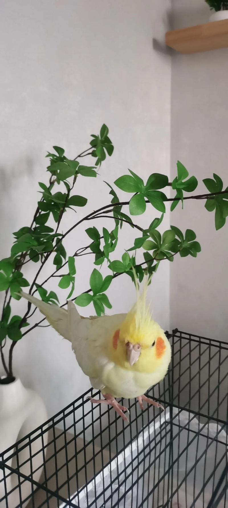 哥哥养的小宠物