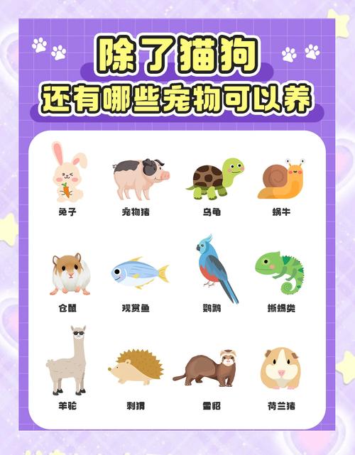 除了猫狗,还有哪些宠物值得养?